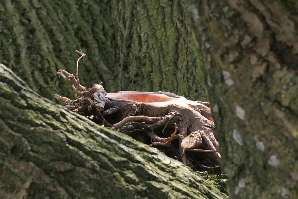 Eiben Nest - Yew nest