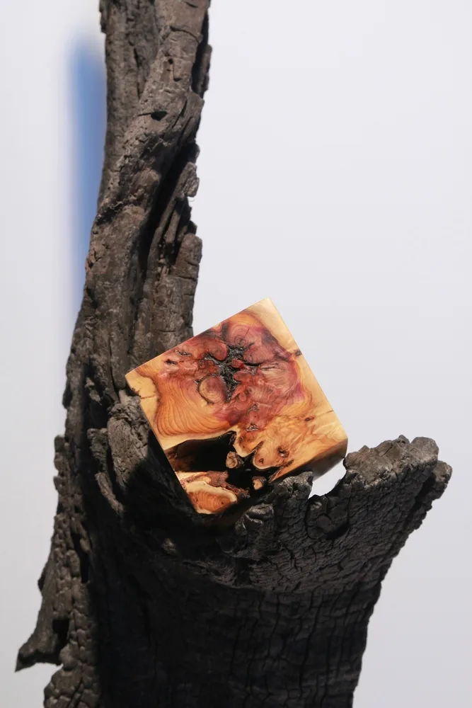 Kuckucksei
