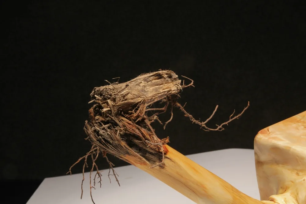 Wurzelbehandlung - Root-Treatment