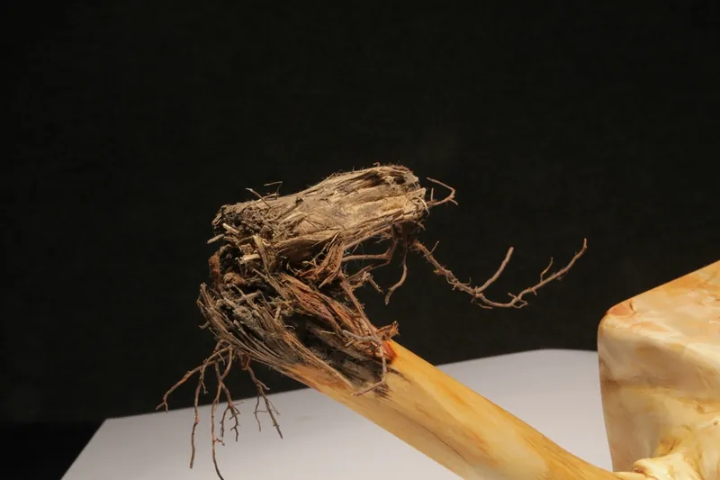 Wurzelbehandlung - Root-Treatment